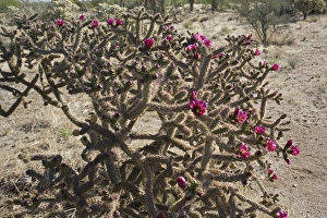Images Dated 30th April 2007: Cholla Cactus with blossoms - Sonoran Desert - Arizona