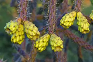 Cacti Prints: Cholla Cactus Fruit - Sonoran Desert - Arizona