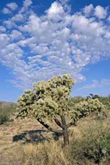 Cholla Prints: Cholla Cactus (Opuntia spp. ) - Sonoran Desert - Arizona - USA - Most likely chainfruit cholla - Opuntia fulgida