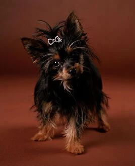 Chorkie Dog - crossbreed between Yorkshire Terrier and a Chihuahua