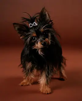 Bows Prints: Chorkie Dog - crossbreed between Yorkshire Terrier and a Chihuahua