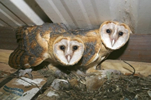 Images Dated 18th July 2004: Chouette effraie