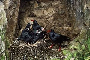 Images Dated 20th January 2011: Chough