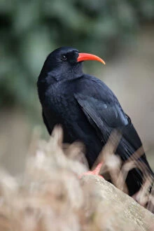 Wings Collection: Chough - Cornwall - UK