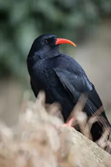 Feather Collection: Chough - Cornwall - UK