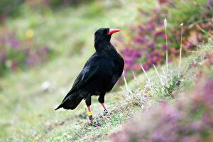 Feather Collection: Chough - Cudden Point - Cornwall - UK
