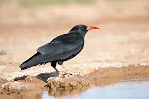 Chough - drinking from pool - Spain