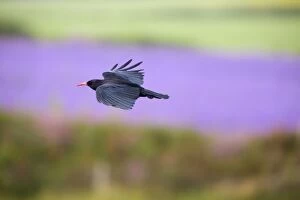 Images Dated 5th July 2012: Chough - in flight - Cornwall, UK