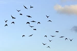 Images Dated 1st January 2008: Chough - flock in flight