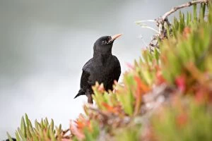Choughs Gallery: Chough - amongst hottentot fig