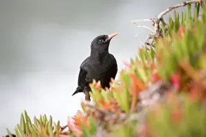 Choughs Prints: Chough - amongst hottentot fig - Lizard - Cornwall