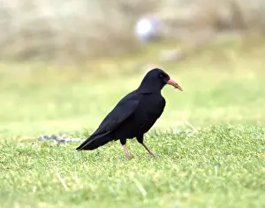 Islay Prints: Chough - Islay Scotland