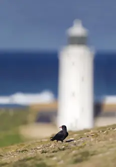 Cornwall Prints: Chough - no leg rings - Godrevy - Cornwall - Uk - winter