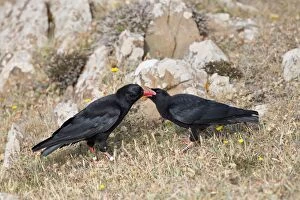 Choughs Gallery: Choughs - adult feeding young