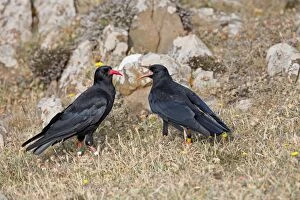 Choughs Gallery: Choughs - adult and young