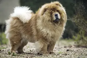 Chow Chow
