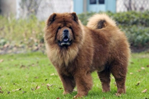 Dogs - Chow Chow