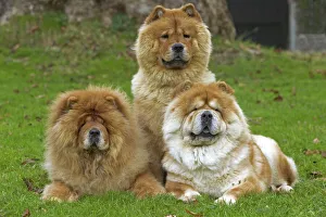 Chow Chow
