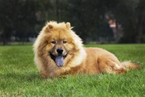 Dogs - Chow Chow