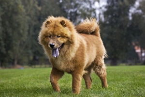Dogs - Chow Chow