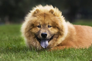 Dogs - Chow Chow