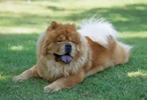 Fluffy Prints: Chow Chow Dog JD 8699 © John Daniels / ARDEA LONDON