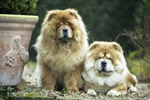 Fluffy Collection: Chow Chow Dogs - Two sitting together