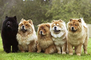 Utility Breeds Collection: Chow Chow - line of five