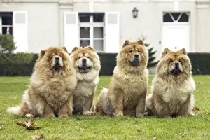 Chow Chow - line of four