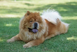 CHOW CHOW - lying on grass