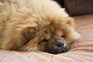 A Chow Chow puppy lying on a tan bedspread