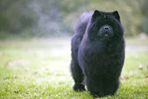 Chow Chow - with steam coming off fur