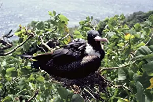 Christmas Island frigatebird