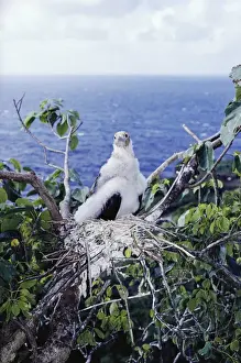Frigatebird Prints: Christmas Island frigatebird - chick