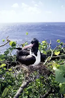 Christmas Island frigatebird - female on nest