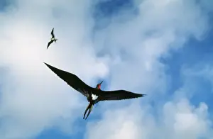 Christmas Island Frigatebird - male, endemic, less than 2000 pairs. Christmas Island, Indian Ocean