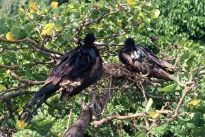 Frigatebird Prints: Christmas Island Frigatebirds - males both incubating eggs Christmas Island Indian Ocean