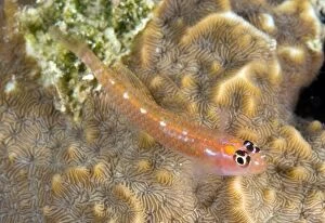 Images Dated 4th November 2008: Christmas Island Goby