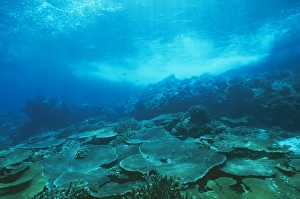 Images Dated 31st January 2011: Christmas Island JPF 9783 Fringing coral reef, North coast. (Australian Territory) Acropora sp