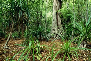 Images Dated 31st January 2011: Christmas Island JPF 9826 Lower terrace forest. Indian Ocean (Australian Territory) Pandanus sp