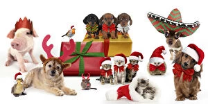 Christmas pets sitting with Christmas presents