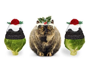 Christmas Pudding Cat with brussel sprouts wearing