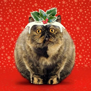 Christmas Gallery: Christmas Pudding Cat - Exotic short-haired tortoiseshell