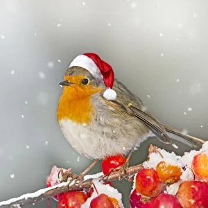 Christmas scene in winter of a Robin wearing a Santa hat