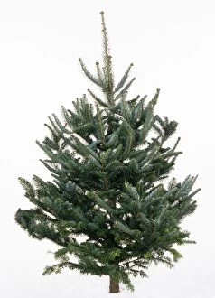 Christmas Tree Variety - Fraser Fir