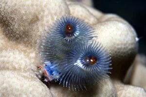 Images Dated 11th June 2007: Christmas Tree Worm - Malaysia