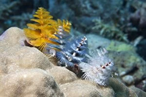Images Dated 21st June 2007: Christmas Tree Worm - Malaysia