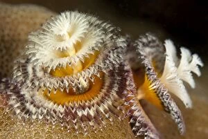 Images Dated 18th December 2008: Christmas Tree Worms