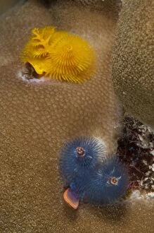 Images Dated 4th November 2008: Christmas Tree Worms