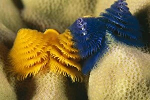 Images Dated 27th September 2004: Christmas Tree Worms Great Barrier Reef, Australia. Fam: Serpulidae